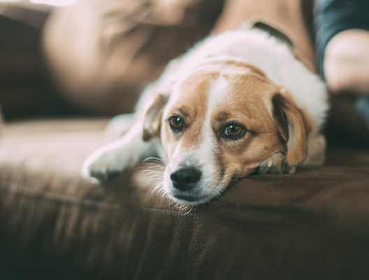 Dog Laying On Couch Next to Owner